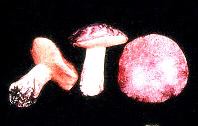 this is a type of bitter mushroom; it is unknown if they are poisonous, so it is unwise to eat one. death metal!