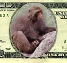 a monkey that wrote in to the anus.com website
