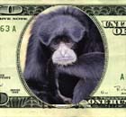 a monkey that wrote in to the anus.com website