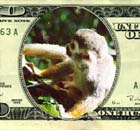 a monkey that wrote in to the anus.com website