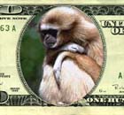 a monkey that wrote in to the anus.com website