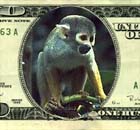 a monkey that wrote in to the anus.com website