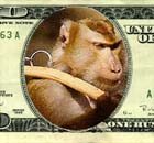 a monkey that wrote in to the anus.com website