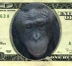 a monkey that wrote in to the anus.com website