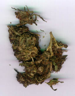 heavy metal and drugs often go hand in hand, specifically, marijuana and heavy metal