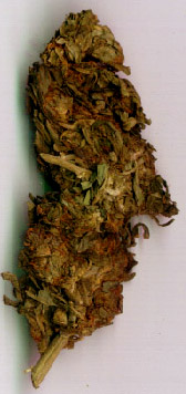 heavy metal and drugs, specifically marijuana, that heavy metal drug users enjoy