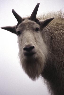 Mythic imagination allows us to see the personification of life as an entity not unlike our thought or personalities, a continuous invisible idea expressed in visible terms through discrete objects (including goats).