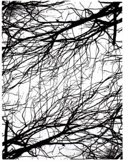 Nature is full of instrinsic, beautiful patterns.