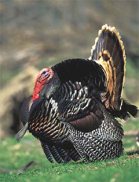 a turkey