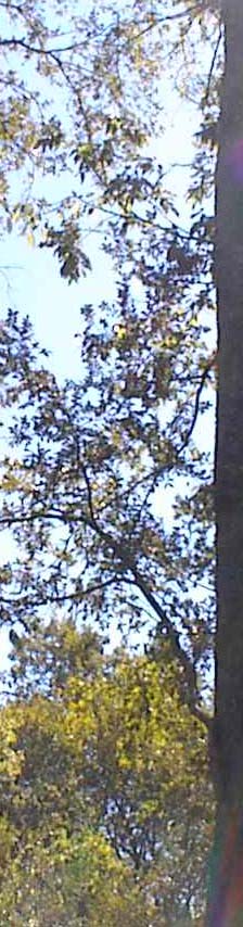 Look out either eye at a forest and it is still a miracle that exceeds human accomplishment to date.